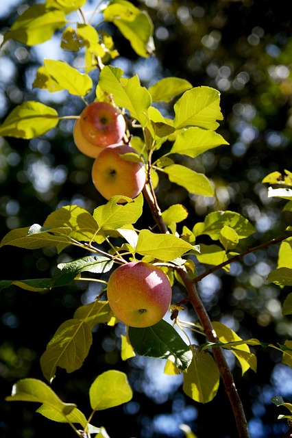 Mere, Copac, Fructe, Natura, Copt