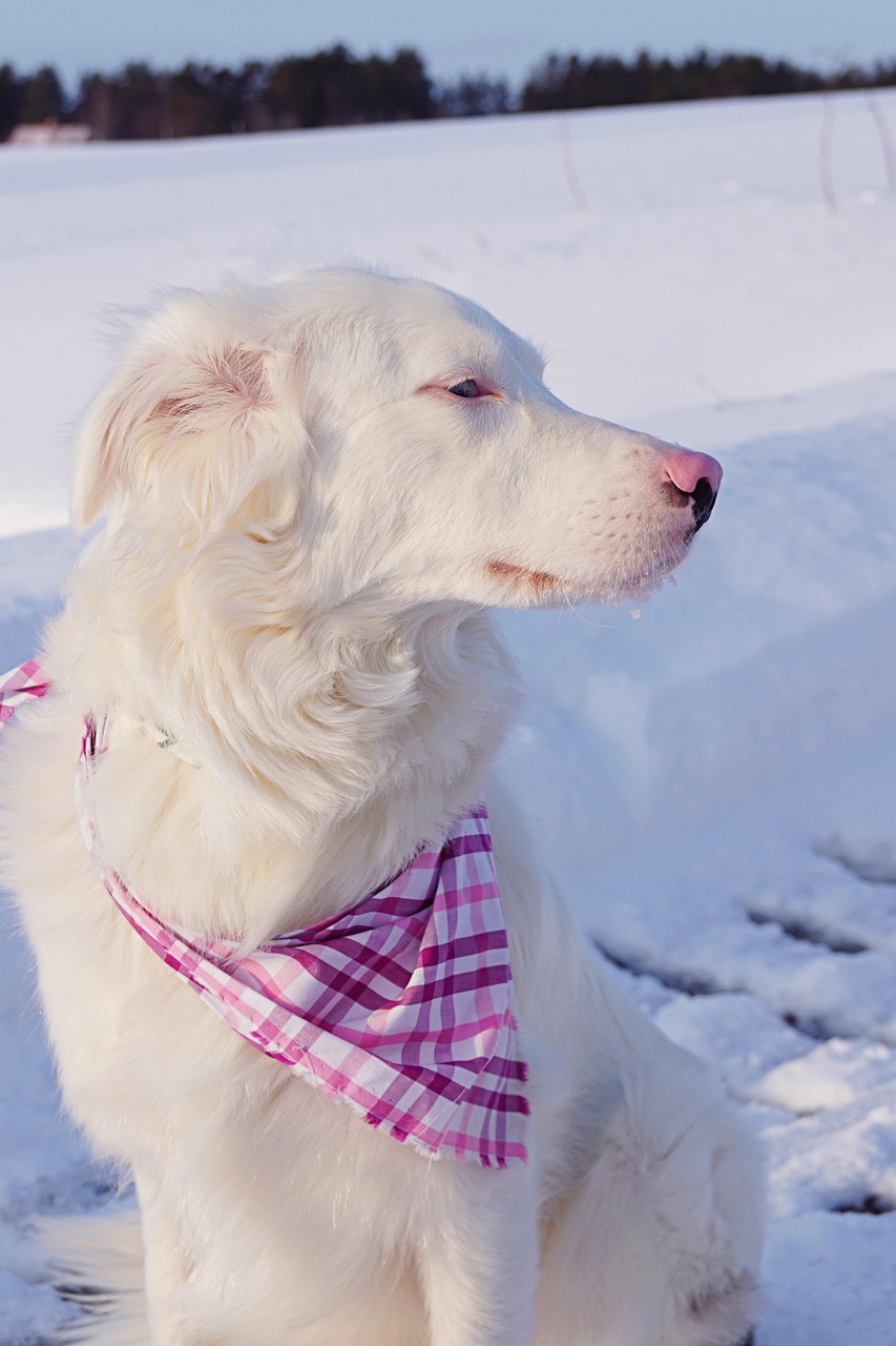dog-3534789_1280.jpg