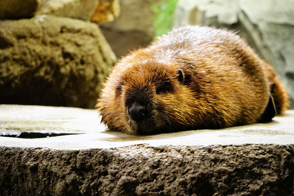 動物 かわいい 昼寝 Pixabayの無料写真