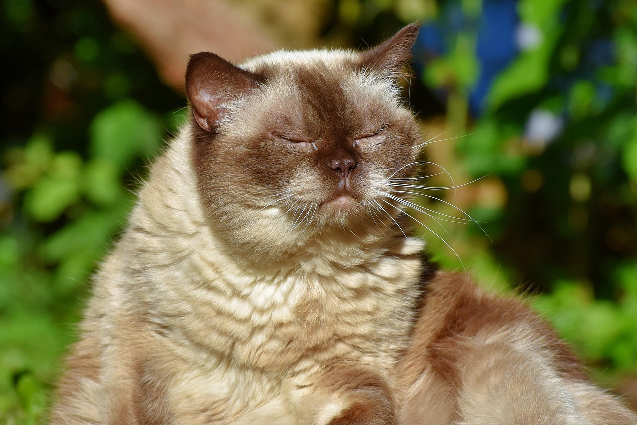 Cat - free online jigsaw puzzle photo