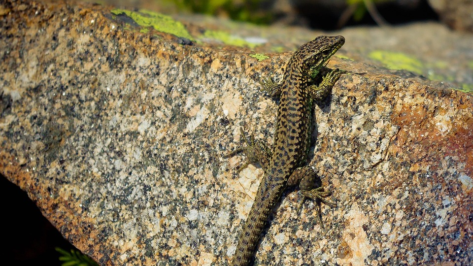 Lizard Nature - Free photo on Pixabay