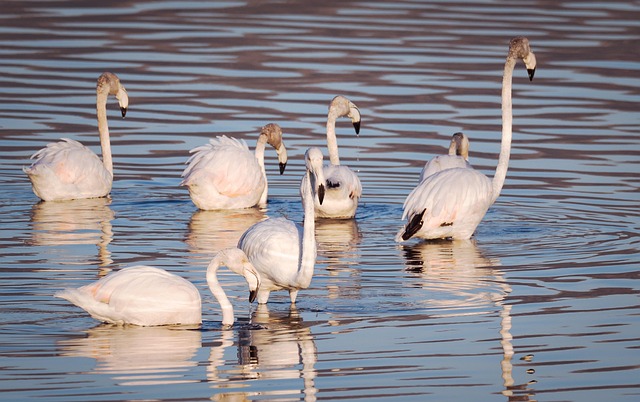 Free Flamingoes Flamingos photo and picture