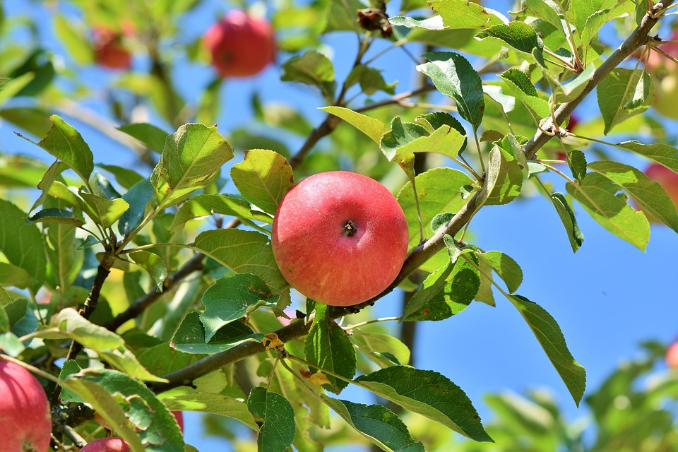Apple Pommier Fruit - Photo gratuite sur Pixabay
