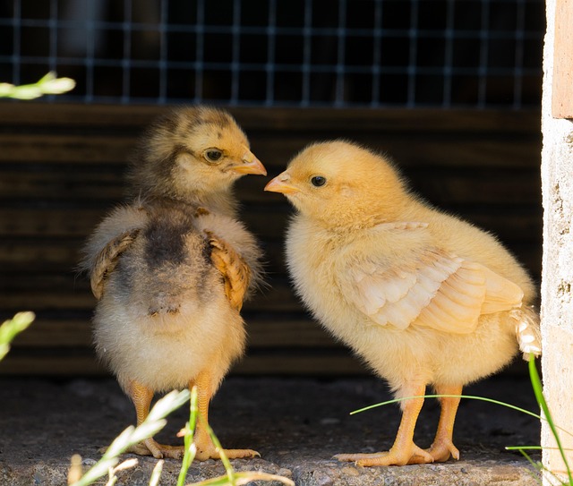 Free Chicks Small photo and picture