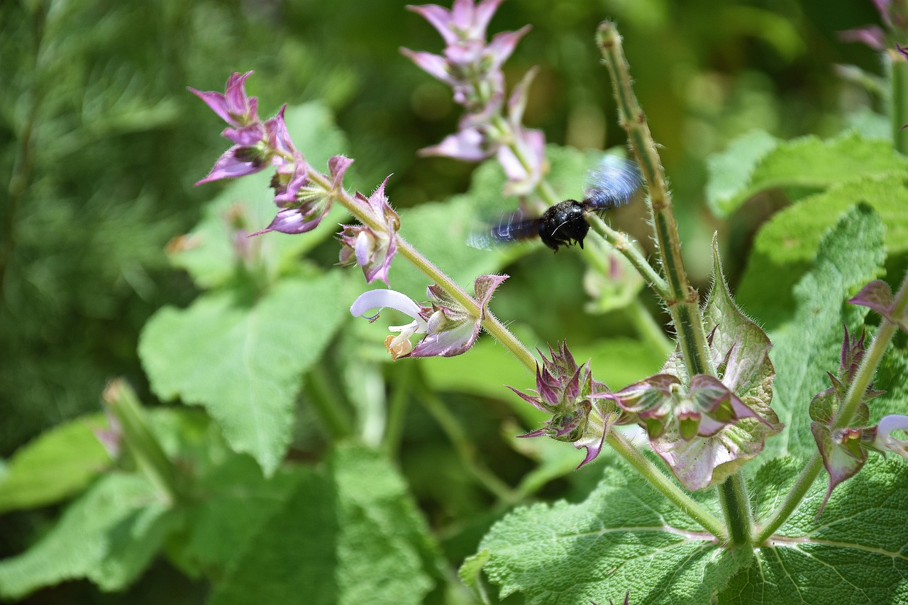 Flower Insect Nature - Free photo on Pixabay - Pixabay