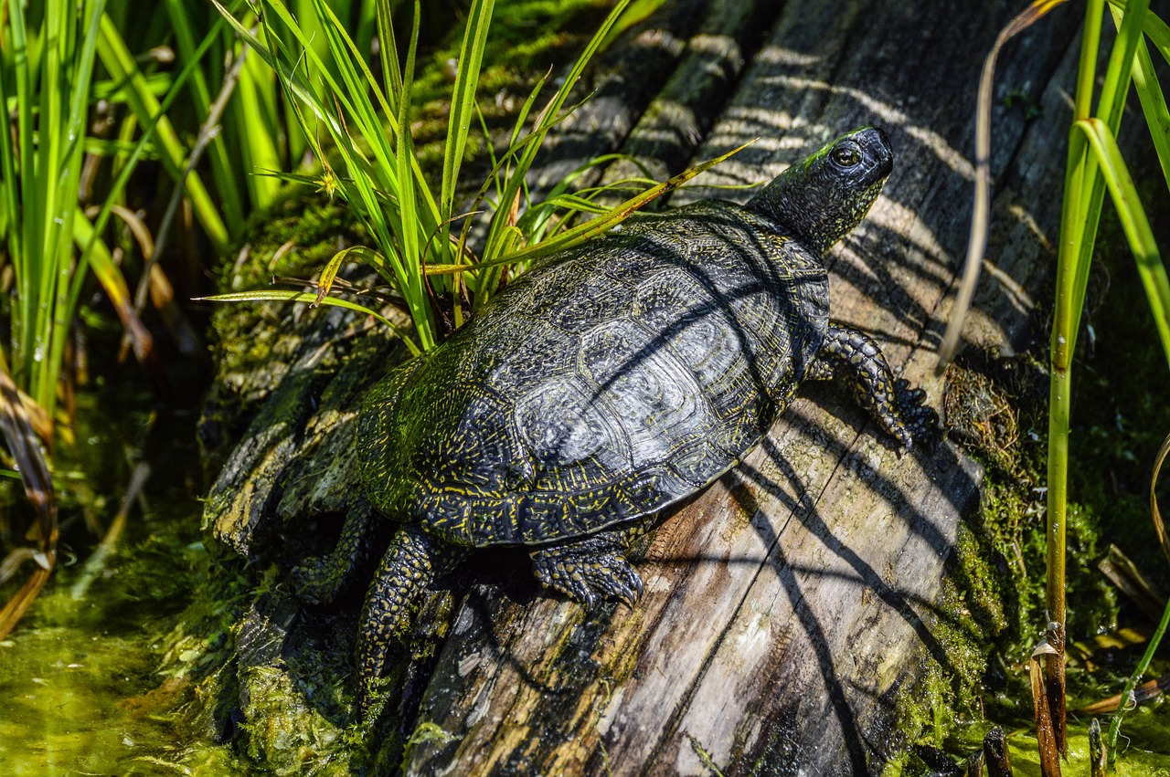 Free Marsh Turtle Emys Orbicularis photo and picture