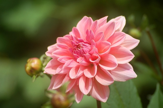Free Dahlia Beautiful Flowers photo and picture