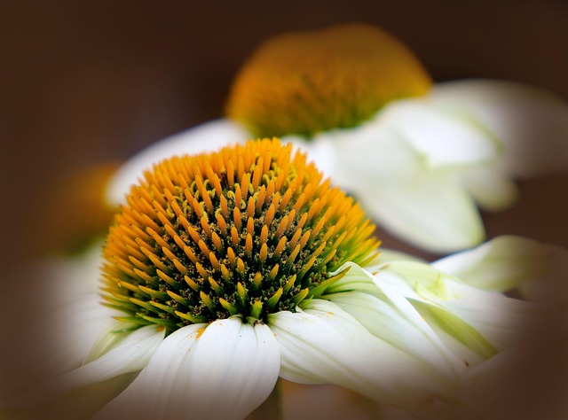 Free Blossom Flower Wallpaper photo and picture
