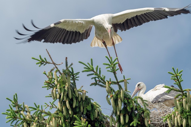 Free Nature Animal photo and picture