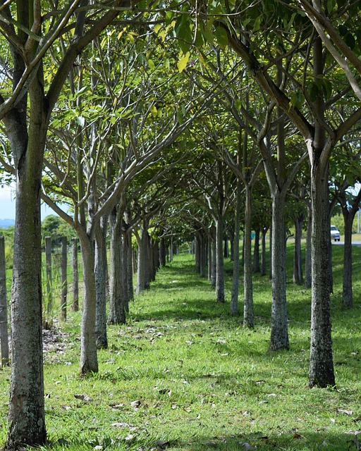 Free Path Of Trees Trees photo and picture