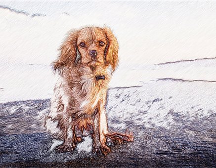 Free Dog Sadness illustration and picture