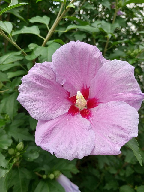 Free Flower Plant photo and picture