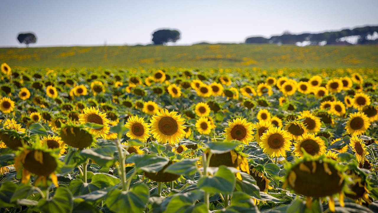 Zonnebloem, Sun, Zomer, Bloem