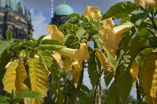 Free Flora Nature photo and picture