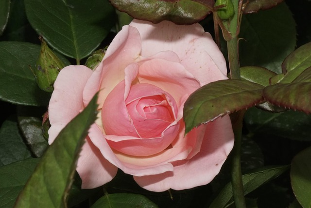 Blomst, Rose, Natur, Plante, Romantisk