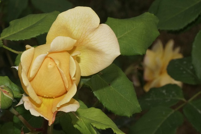 Blomst, Rose, Natur, Plante, Romantisk