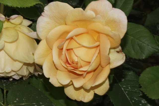 Blomst, Rose, Natur, Plante, Romantisk