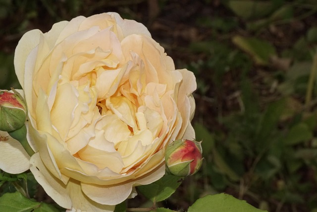 Blomst, Rose, Natur, Blomst Tapet