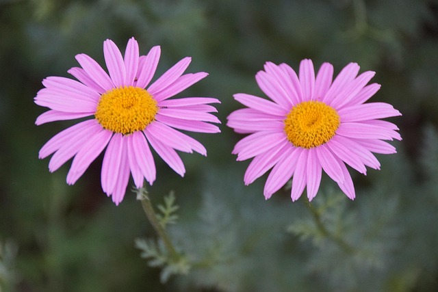 Magurit, Smukke Blomster, Blomst Tapet