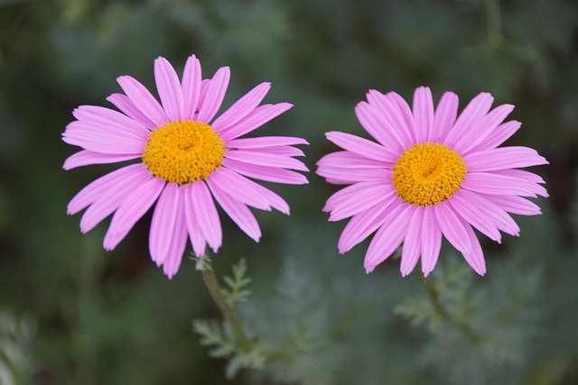 Magurit, Blomst, Have, Blomstre, Plante