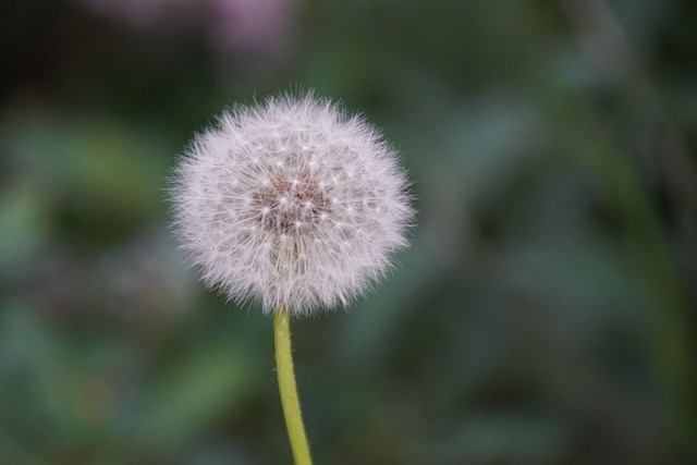 Mælkebøtte, Frø, Natur, Blomst Tapet