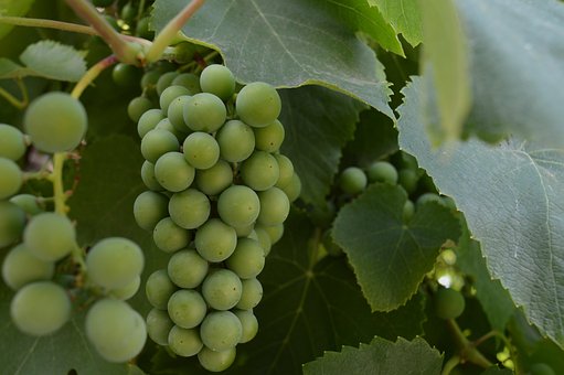 Traube, Unreife Trauben, Bündel, Ranke