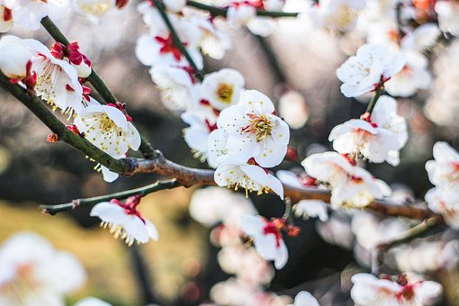 Japan, Pruim Bloesem, Pruim, Bloemen