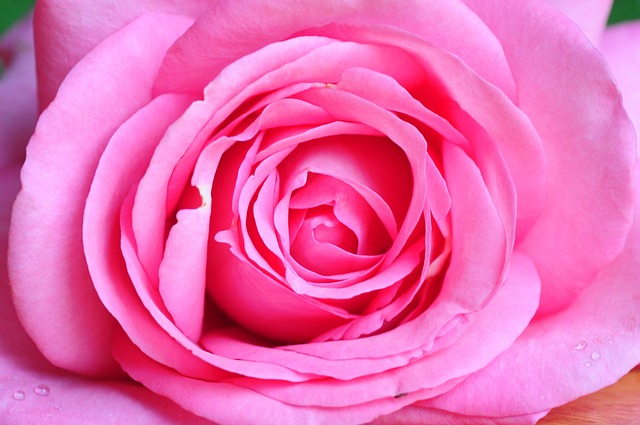 Free Rose Blossom photo and picture