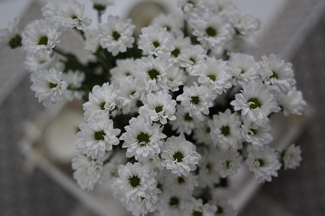 Branco, Flor, Margarida, Ramalhete