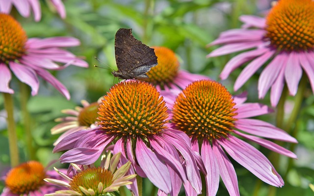 Free Coneflower Peacock Butterfly photo and picture
