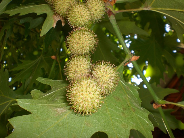 Kastanjer, Chestnut, Forår