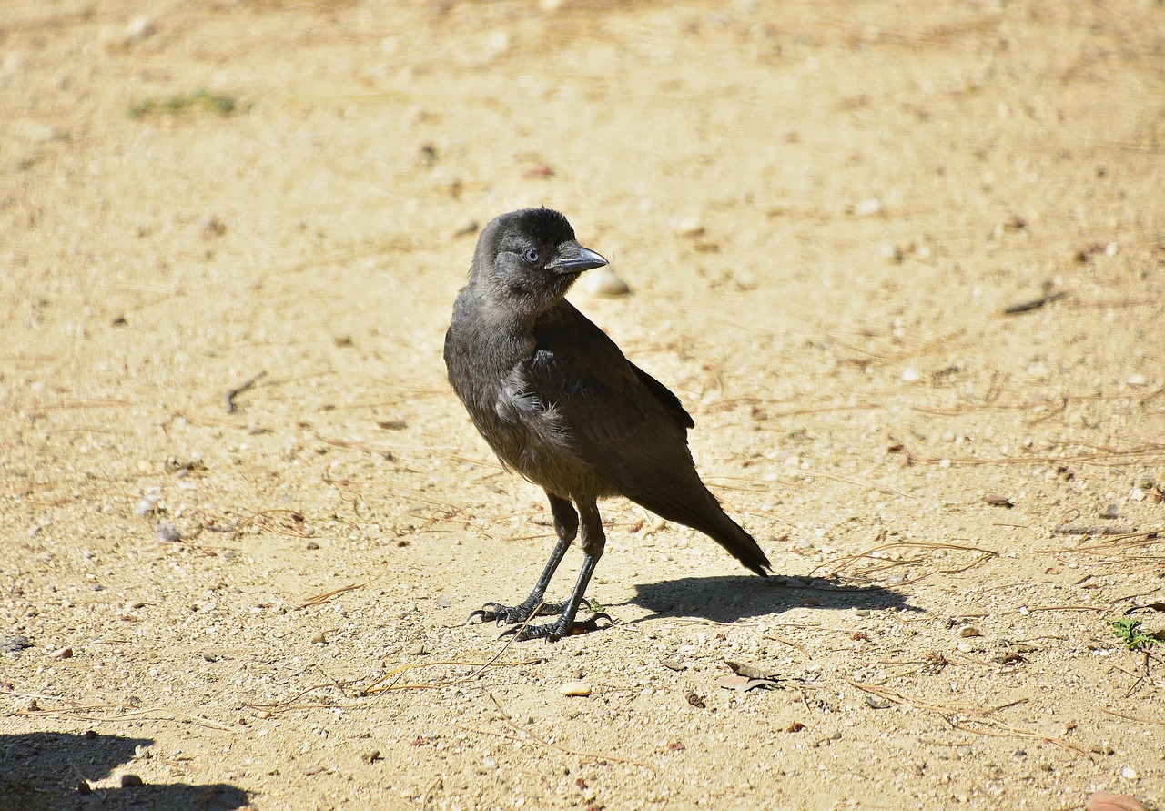 Crows Rook Black - Free photo on Pixabay - Pixabay