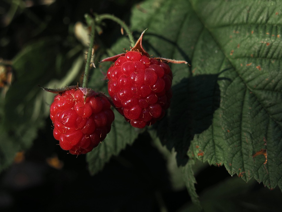 2 Raspberry Fruit Raspberries Fruit Red - Free photo on Pixabay - Pixabay