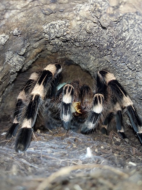 Free Tarantula Wolf Down photo and picture