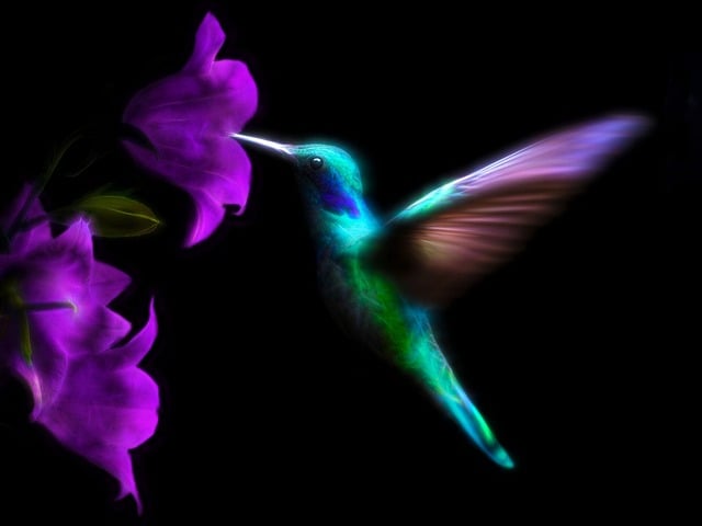 Download free HD stock image of Hummingbird Bird Free hummingbird bird colorful illustration