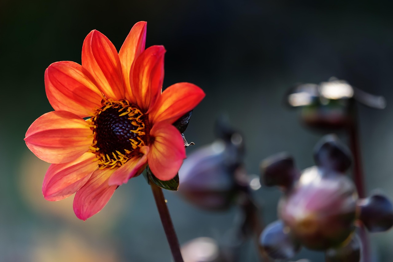 Dahlia - free online jigsaw puzzle photo
