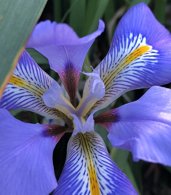Free Orchid Purple photo and picture