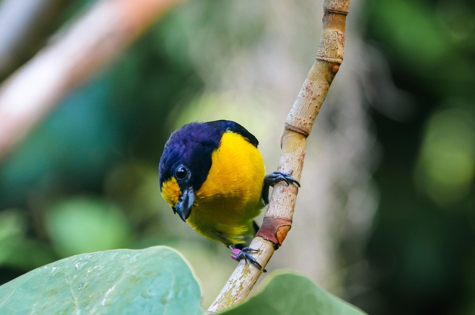 66+ Gambar Binatang Burung Pipit HD Terbaik