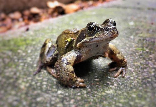 Free Frog Wildlife photo and picture