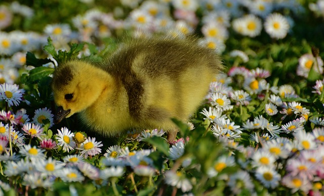 And, Natur, Eng