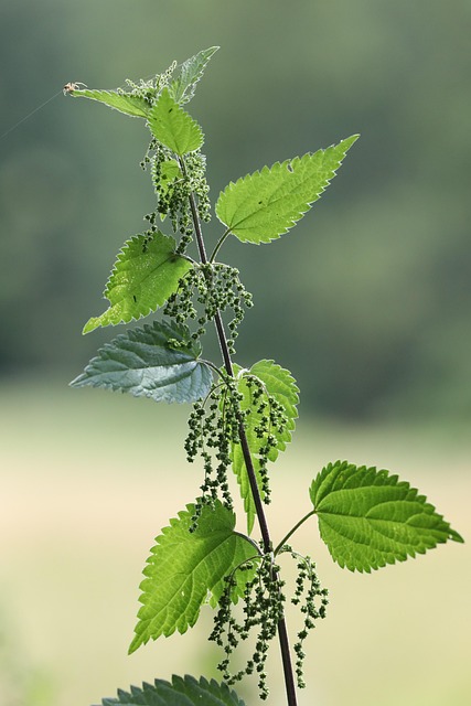 Free Plant Green photo and picture