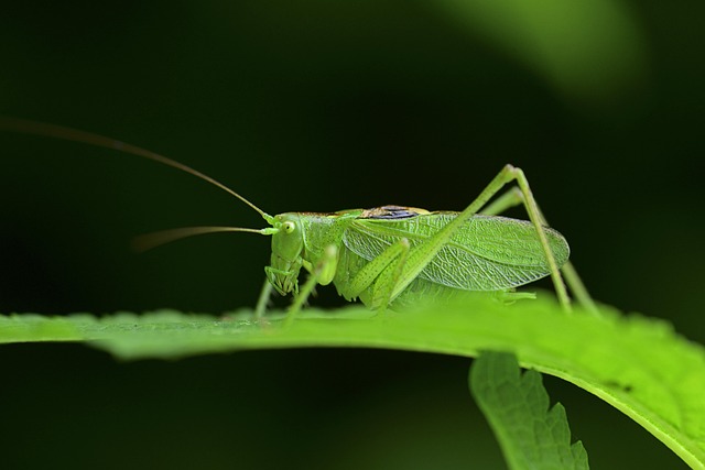 Free Insect Insects photo and picture