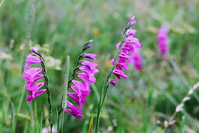Free Gladiolus Dachówkowaty Nature photo and picture