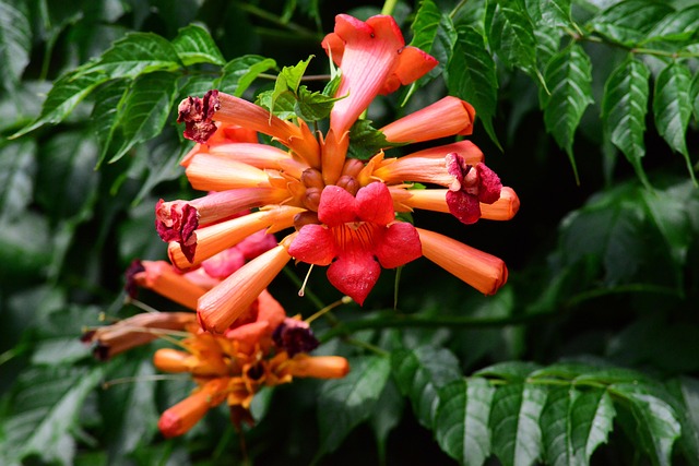 Free Trumpet Vine Flower Background photo and picture