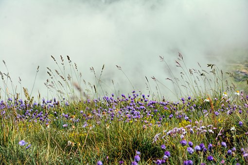Free Nature Flowers photo and picture