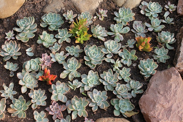 Free Succulent Garden photo and picture