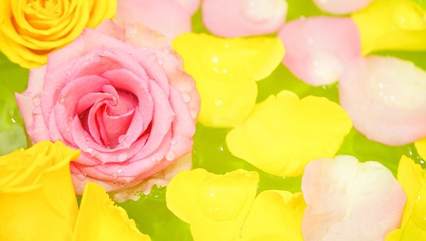 Rozen, Roos, Bloem, Dol Zijn Op