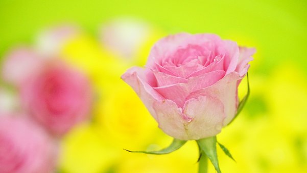 Bloem, Natuur, Mooie Bloemen, Roos