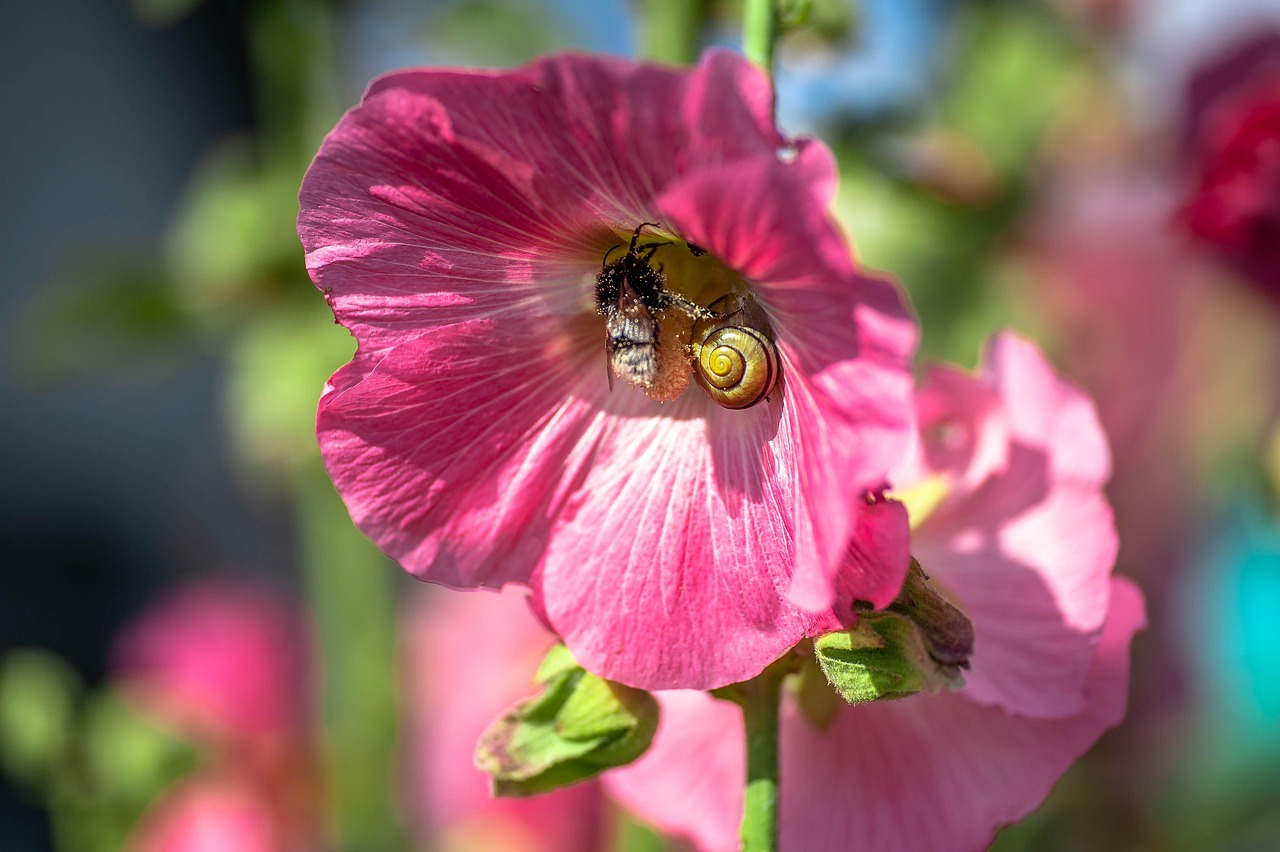 Blossom Bloom Bumblebee Close - Free photo on Pixabay - Pixabay
