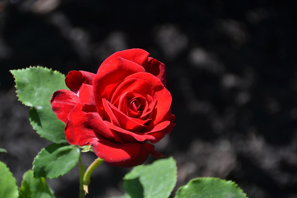 Roses Rouges Photo À Imprimer Rose Rouge Fleur - Photo gratuite sur Pixabay - Pixabay